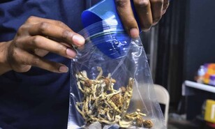 EE. UU. advierte que llevar cannabis en el equipaje a ciertos pa&iacute;ses puede acarrear hasta 10 a&ntilde;os de prisi&oacute;n