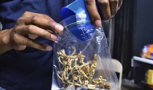 Los carabinieri italianos alertan de la gentrificaci&oacute;n del cannabis