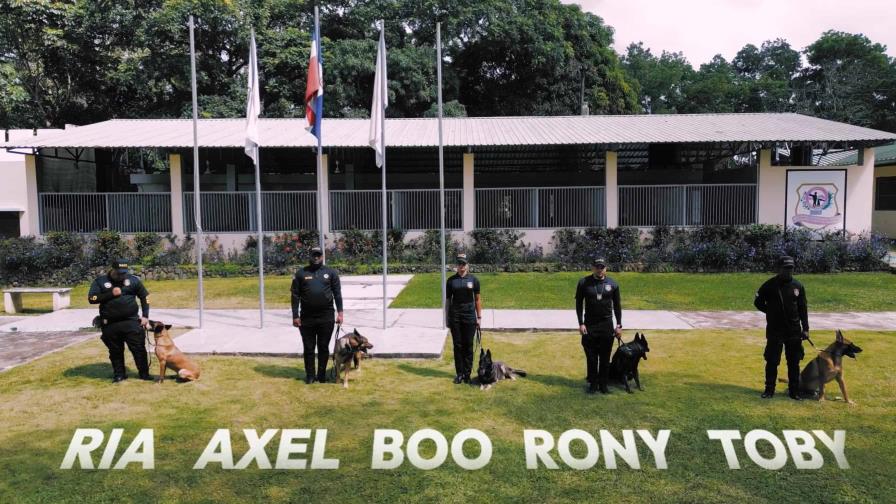 La DNCD pone en retiro a cinco perros de la unidad K-9: ¿Qué pasa con ellos después? La DNCD pone en retiro a cinco perros de la unidad K-9: ¿Qué pasa con ellos después?