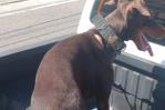 Al hombre acusado de lanzar perro desde piso 11 de una torre le ocuparon otro con signos de maltrato Al hombre acusado de lanzar perro desde piso 11 de una torre le ocuparon otro con signos de maltrato