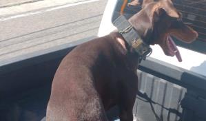 Al hombre acusado de lanzar perro desde piso 11 de una torre le ocuparon otro con signos de maltrato