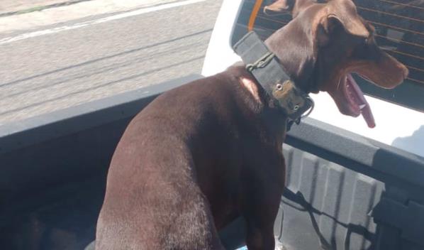 Al hombre acusado de lanzar perro desde piso 11 de una torre le ocuparon otro con signos de maltrato