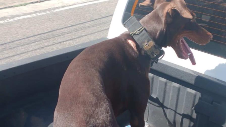 Al hombre acusado de lanzar perro desde piso 11 de una torre le ocuparon otro con signos de maltrato Al hombre acusado de lanzar perro desde piso 11 de una torre le ocuparon otro con signos de maltrato