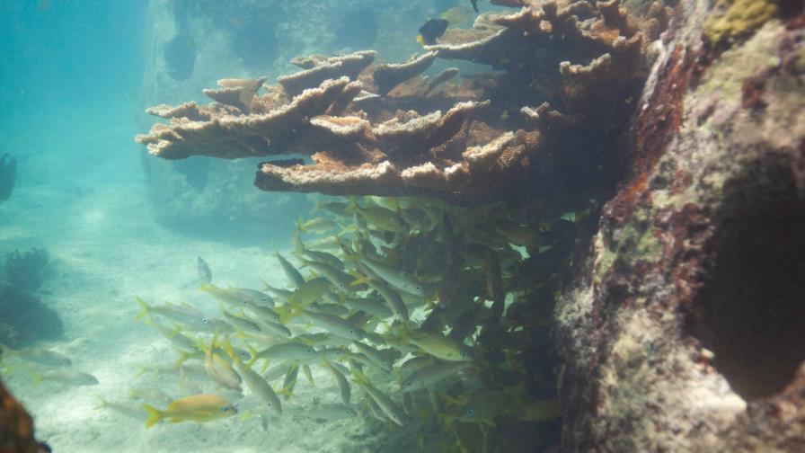 Alertan declive de ecosistemas clave para protección costera en República Dominicana Alertan declive de ecosistemas clave para protección costera en República Dominicana