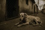 Violencia contra animales sigue alarmando en el país
