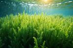 Alerta en Australia por la expansión de alga que ha matado a miles de animales marinos