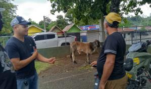 Retienen en Dajabón camión con 22 vacas sin cumplir regulaciones sanitarias