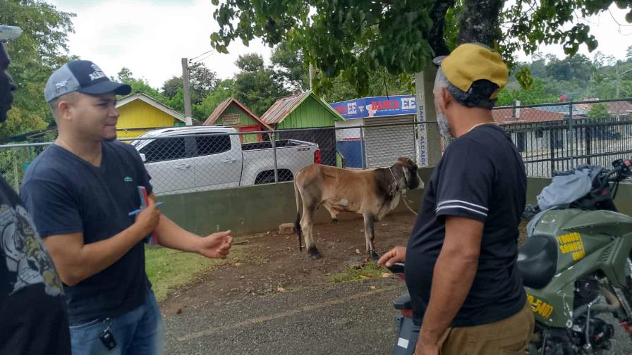 Retienen en Dajabón camión con 22 vacas sin cumplir regulaciones sanitarias Retienen en Dajabón camión con 22 vacas sin cumplir regulaciones sanitarias
