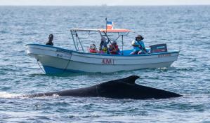 Ballenas, ciencia y acción: Revelan hallazgos clave en el Santuario de Mamíferos Marinos Ballenas, ciencia y acción: Revelan hallazgos clave en el Santuario de Mamíferos Marinos