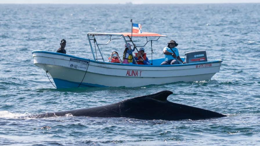 Ballenas, ciencia y acción: Revelan hallazgos clave en el Santuario de Mamíferos Marinos Ballenas, ciencia y acción: Revelan hallazgos clave en el Santuario de Mamíferos Marinos
