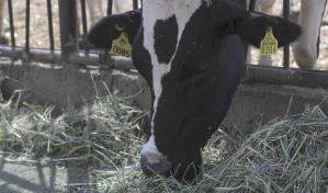 Las exportaciones de carne bovina de Brasil a EE.UU. caen 61.8 % tras el récord en abril