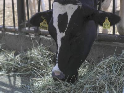 Exportaciones de carne bovina de Brasil a EE.UU. caen 61.8 %