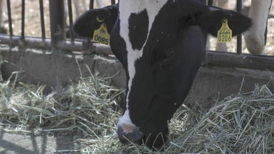 Las exportaciones de carne bovina de Brasil a EE.UU. caen 61.8 % tras el récord en abril Las exportaciones de carne bovina de Brasil a EE.UU. caen 61.8 % tras el récord en abril