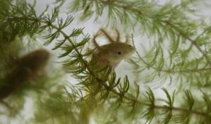 Indígenas y científicos se unen en México para salvar a un anfibio considerado un elixir