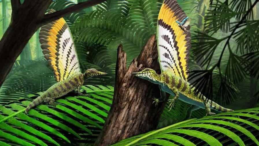Un reptil del Triásico con cresta dorsal desafía la teoría evolutiva de estos animales Un reptil del Triásico con cresta dorsal desafía la teoría evolutiva de estos animales