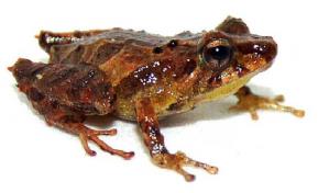 Descubren nuevo tipo de sapo en Ecuador y lo bautizan en honor a británico Steve Backshall