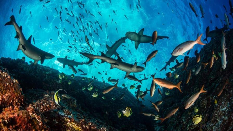 Los malos ya no se pueden escapar: los satélites delatan los buques de pesca ilegal