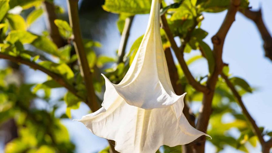 Burundanga: &iquest;mito o realidad?