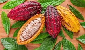 Santiago se viste de cacao con la quinta edición del Festival de Chocolate Dominicano