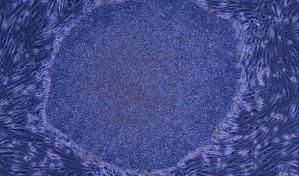 Japón aprueba la creación de embriones humanos utilizando células iPS para investigación