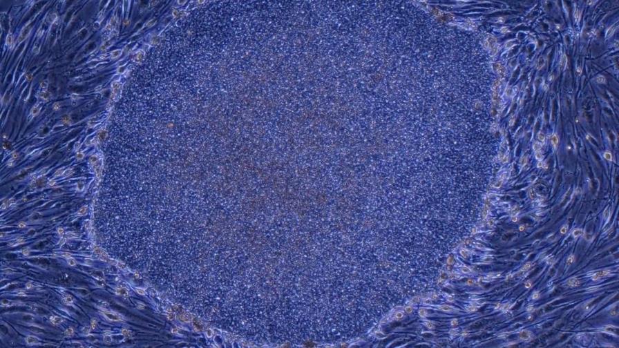 Japón aprueba la creación de embriones humanos utilizando células iPS para investigación