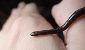 La serpiente más pequeña del mundo reaparece