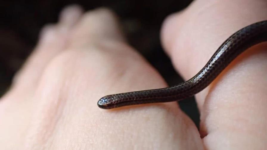 La serpiente más pequeña del mundo reaparece