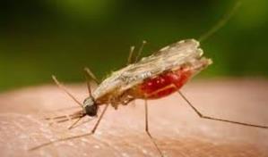 Azua y San Juan concentran más del 90 % de los casos de malaria en el país