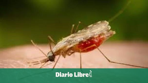 Malaria: Azua y San Juan concentran más del 90 &#37; de casos en RD