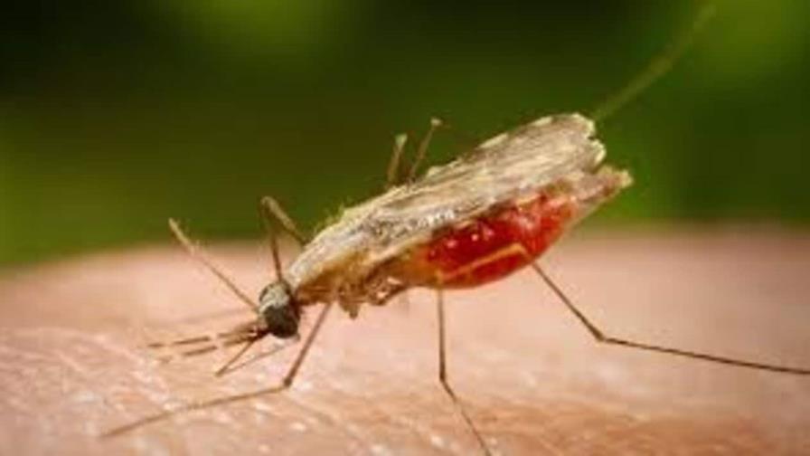 Azua y San Juan concentran más del 90 % de los casos de malaria en el país