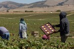 Agricultores advierten que redadas de Trump amenazan seguridad alimentaria de EE. UU. Agricultores advierten que redadas de Trump amenazan seguridad alimentaria de EE. UU.