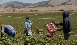 Agricultores advierten que redadas de Trump amenazan seguridad alimentaria de EE. UU.