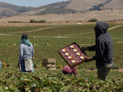 Trabajadores agrícolas advierten sobre seguridad alimentaria en EEUU