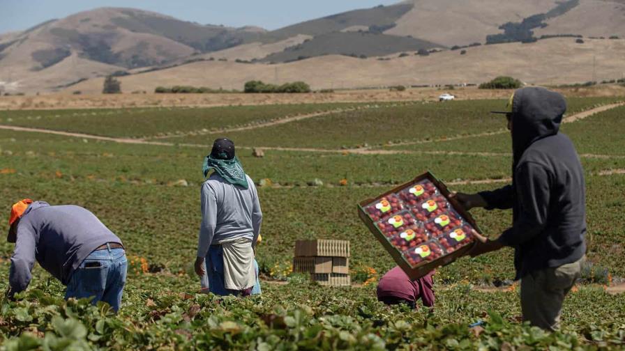Agricultores advierten que redadas de Trump amenazan seguridad alimentaria de EE. UU. Agricultores advierten que redadas de Trump amenazan seguridad alimentaria de EE. UU.