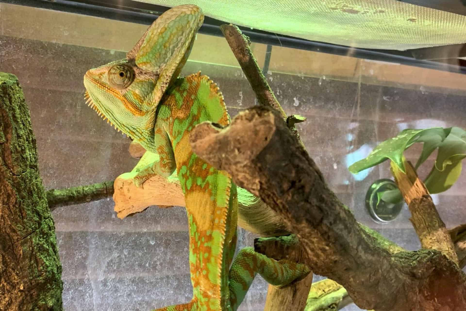 Un camaleón dentro de un pequeño habitat dispuesto en el interior de un café con animales en Japón.