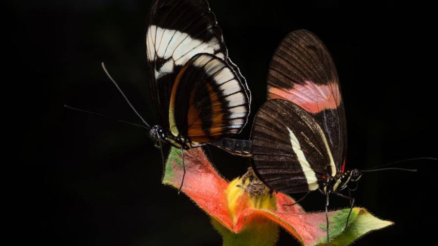 Algunas mariposas pueden oler a otras de la misma especie e identificarse entre sí