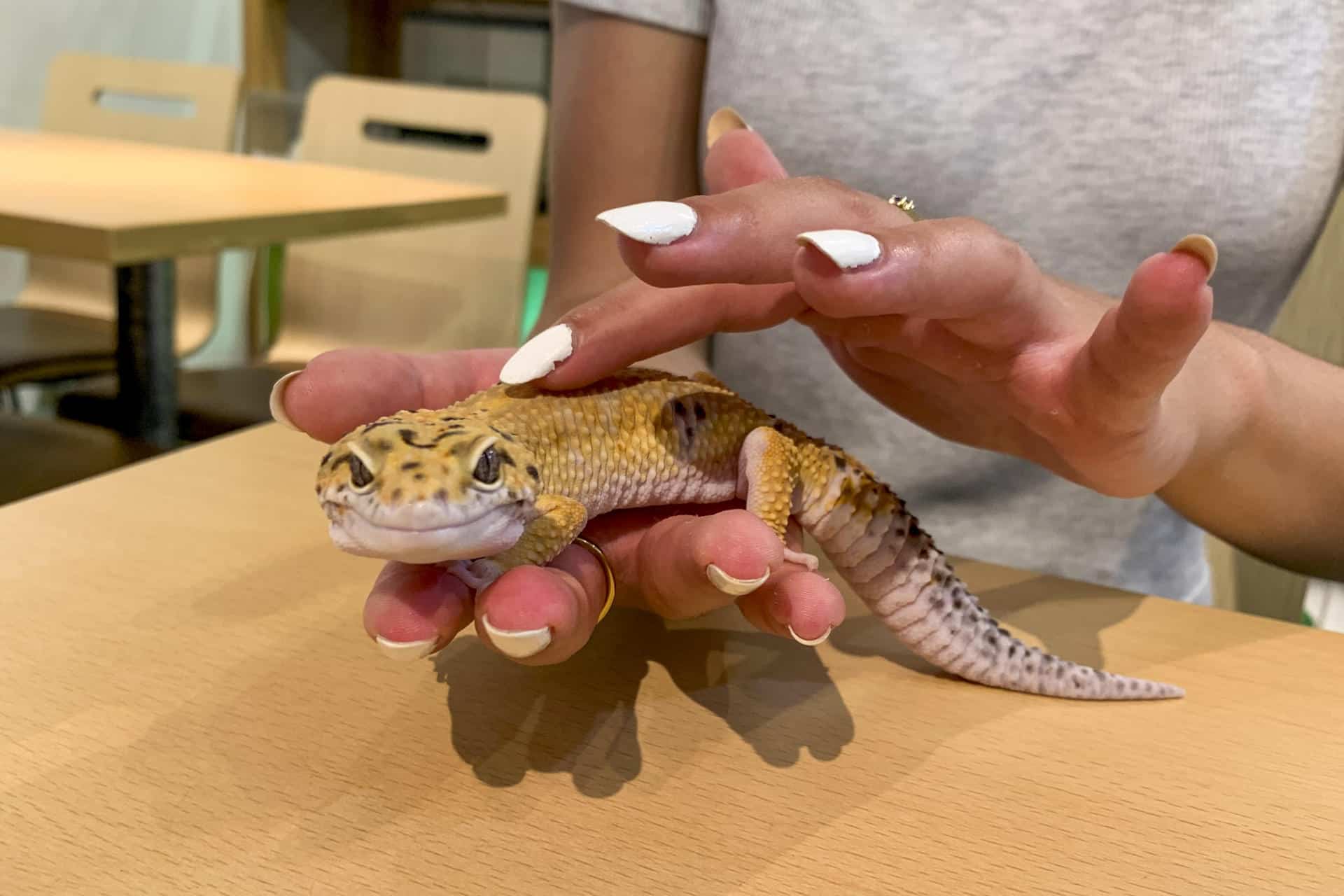Un gecko leopardo reposa en la mano de un cliente de uno de los cientos de cafes con animales que han abierto en Japón.