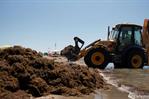 De las playas caribeñas al Mediterráneo: el avance global de las algas invasoras