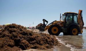 De las playas caribeñas al Mediterráneo: el avance global de las algas invasoras