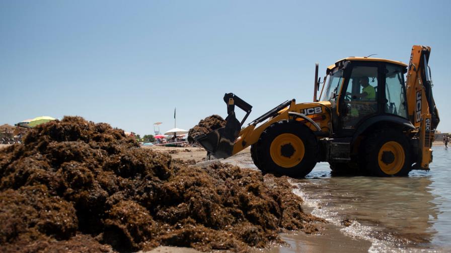 De las playas caribeñas al Mediterráneo: el avance global de las algas invasoras De las playas caribeñas al Mediterráneo: el avance global de las algas invasoras
