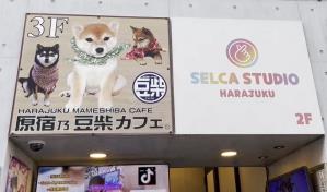 Cafeterías con animales, de tendencia viral en Japón a amenaza para la biodiversidad