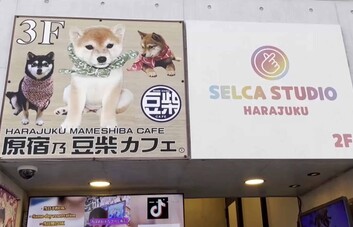 Cafeterías con animales, de tendencia viral en Japón a amenaza para la biodiversidad