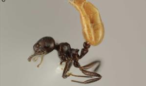 Describen una nueva especie de hormiga única del Caribe Describen una nueva especie de hormiga única del Caribe
