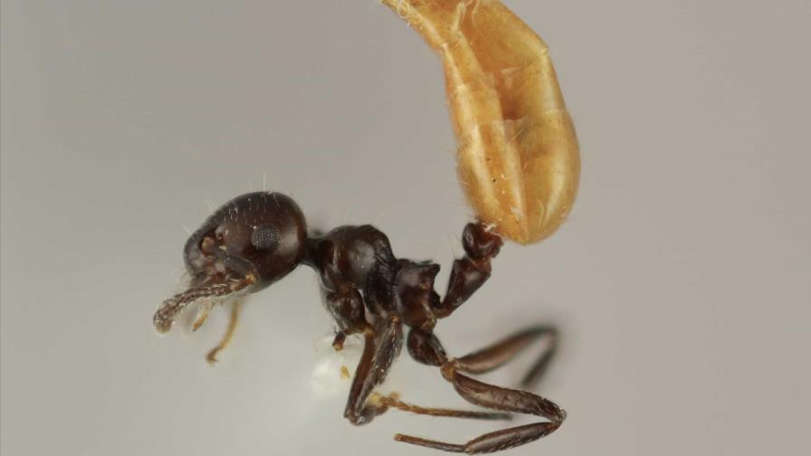 Describen una nueva especie de hormiga única del Caribe Describen una nueva especie de hormiga única del Caribe