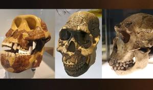 Nuestros ancestros cambiaron de menú mucho antes de tener los dientes idóneos para comerlo