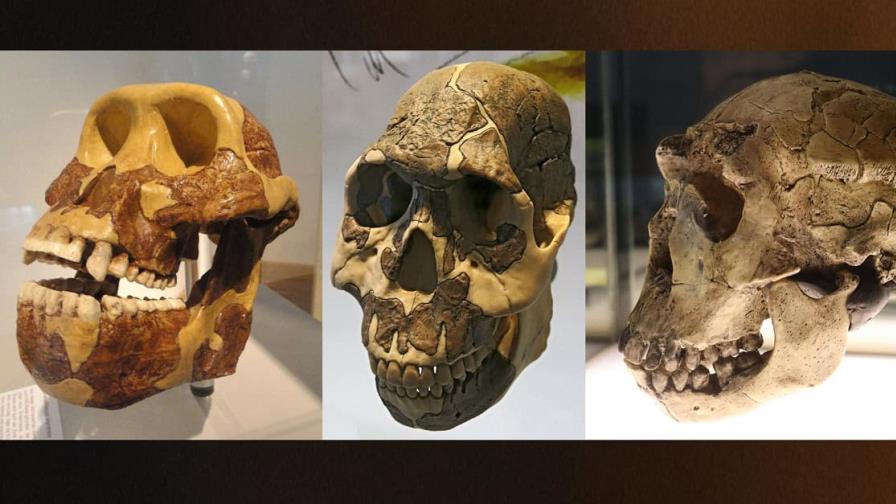 Nuestros ancestros cambiaron de menú mucho antes de tener los dientes idóneos para comerlo