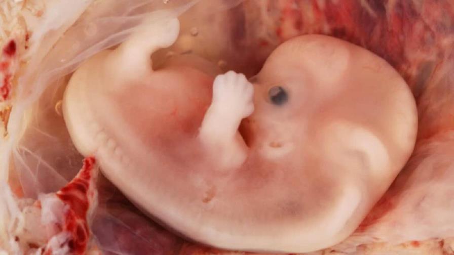 Las condiciones neuropsiquiátricas podrían gestarse desde el vientre de la madre
