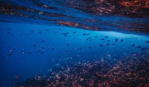 La disminución del oxígeno en los océanos amenaza a los peces de aguas profundas