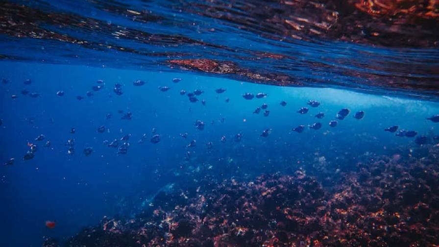 La disminución del oxígeno en los océanos amenaza a los peces de aguas profundas