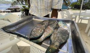 Negocios de Boca Chica siguen ofreciendo pez loro pese a la veda